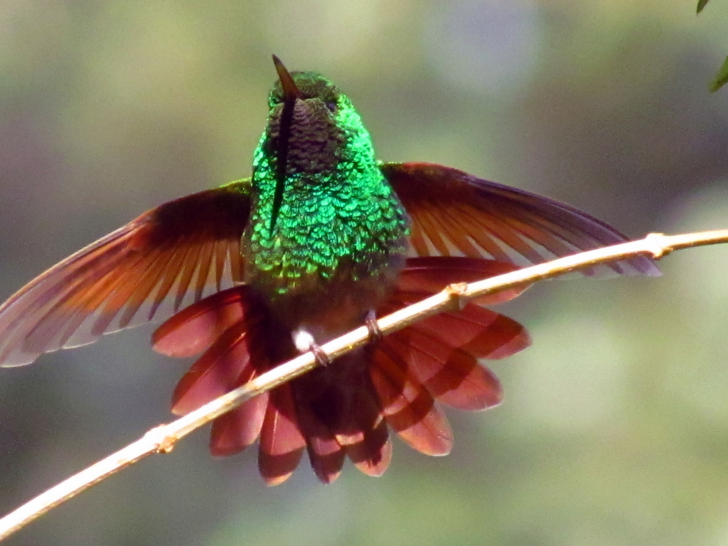 colibrí 2