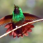 colibrí 2