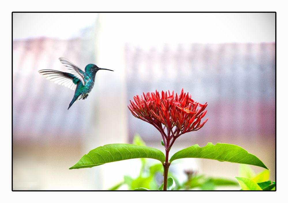 Colibrí