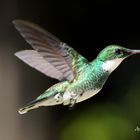 COLIBRI