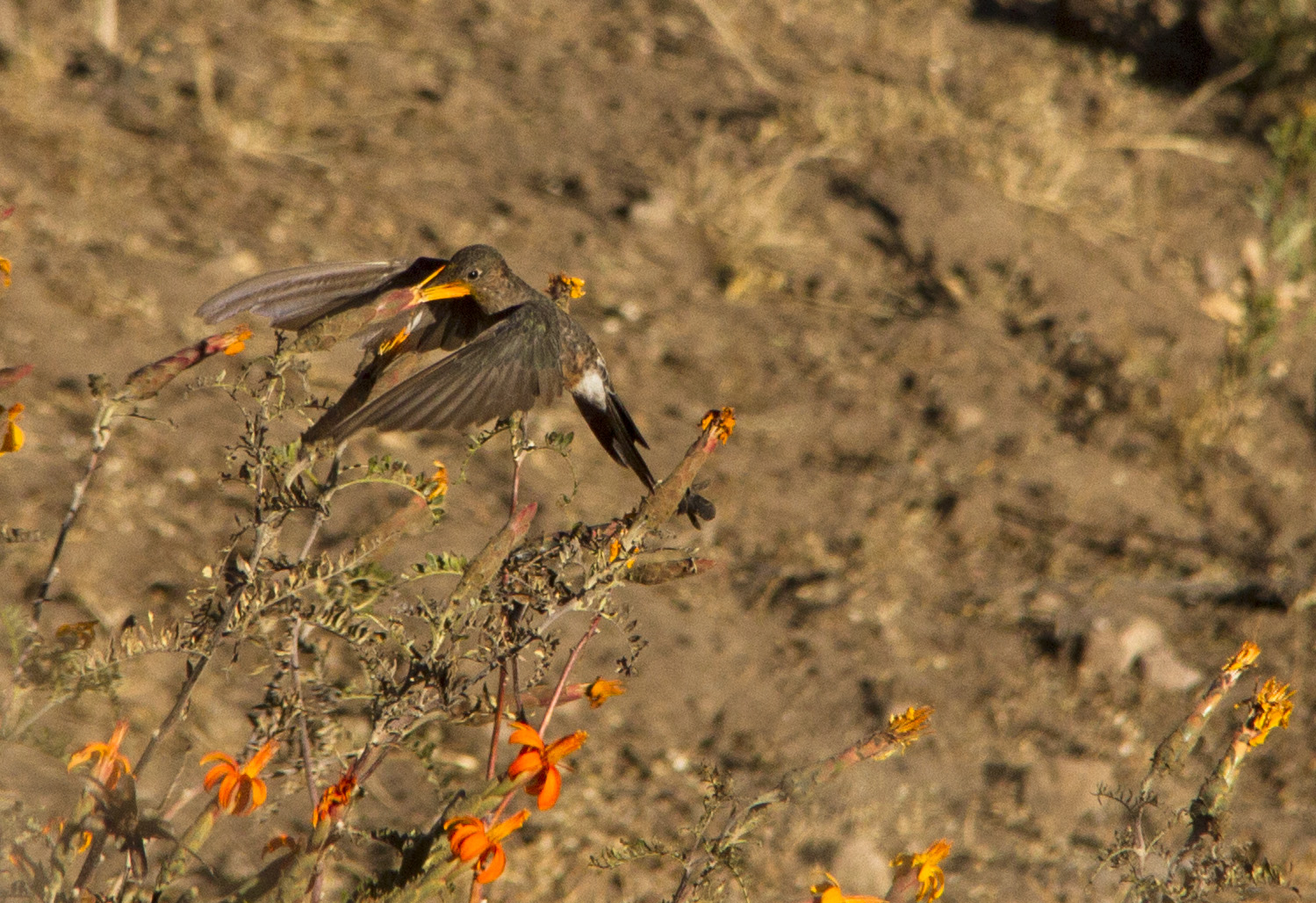 Colibri