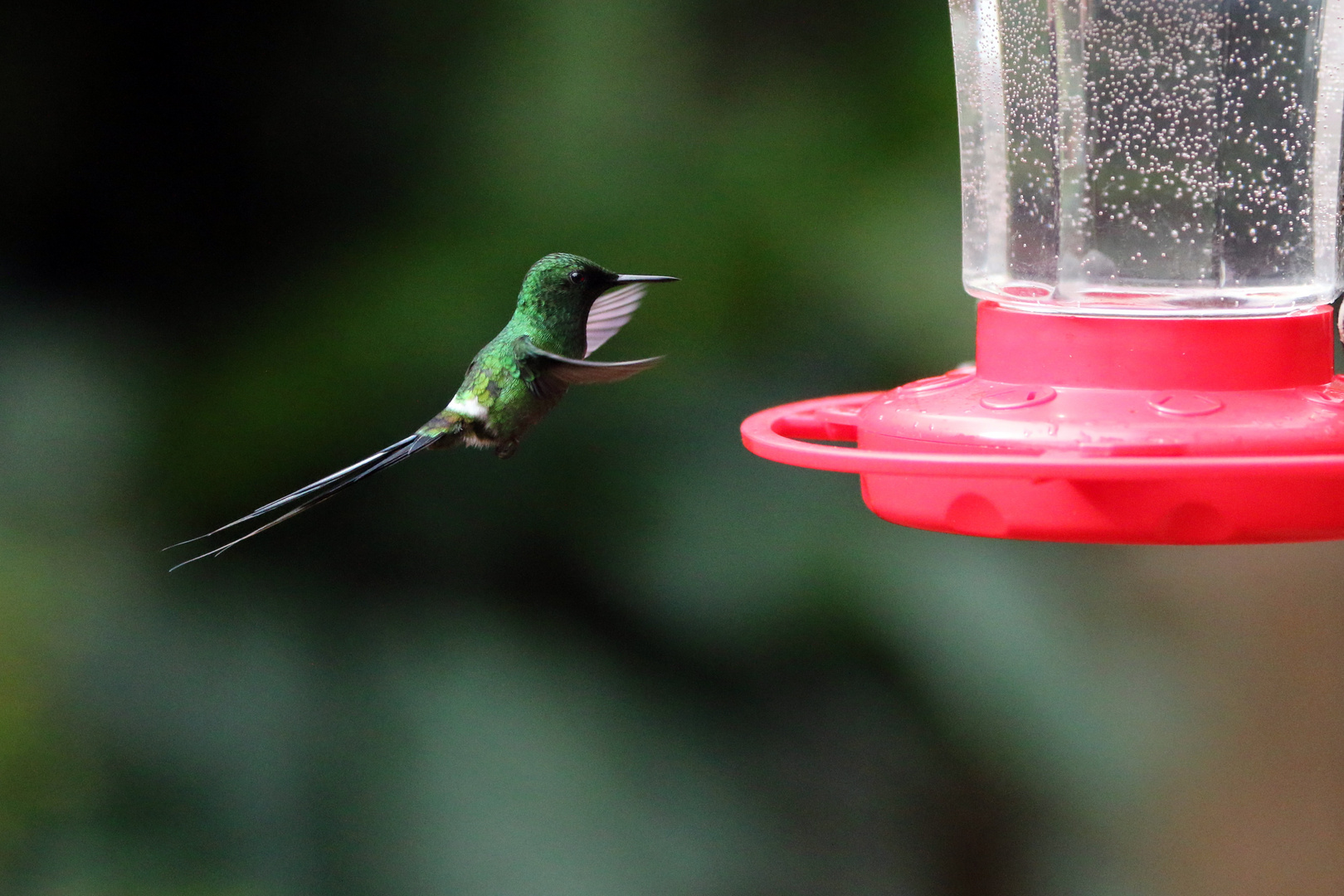 Colibrí