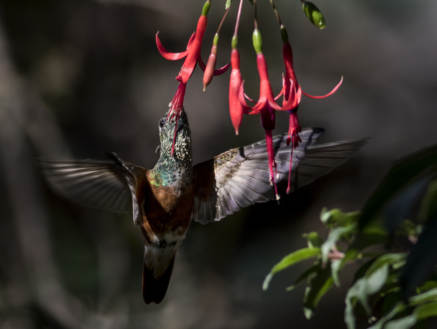 Colibri 