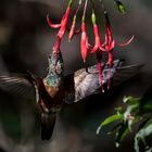 Colibri 