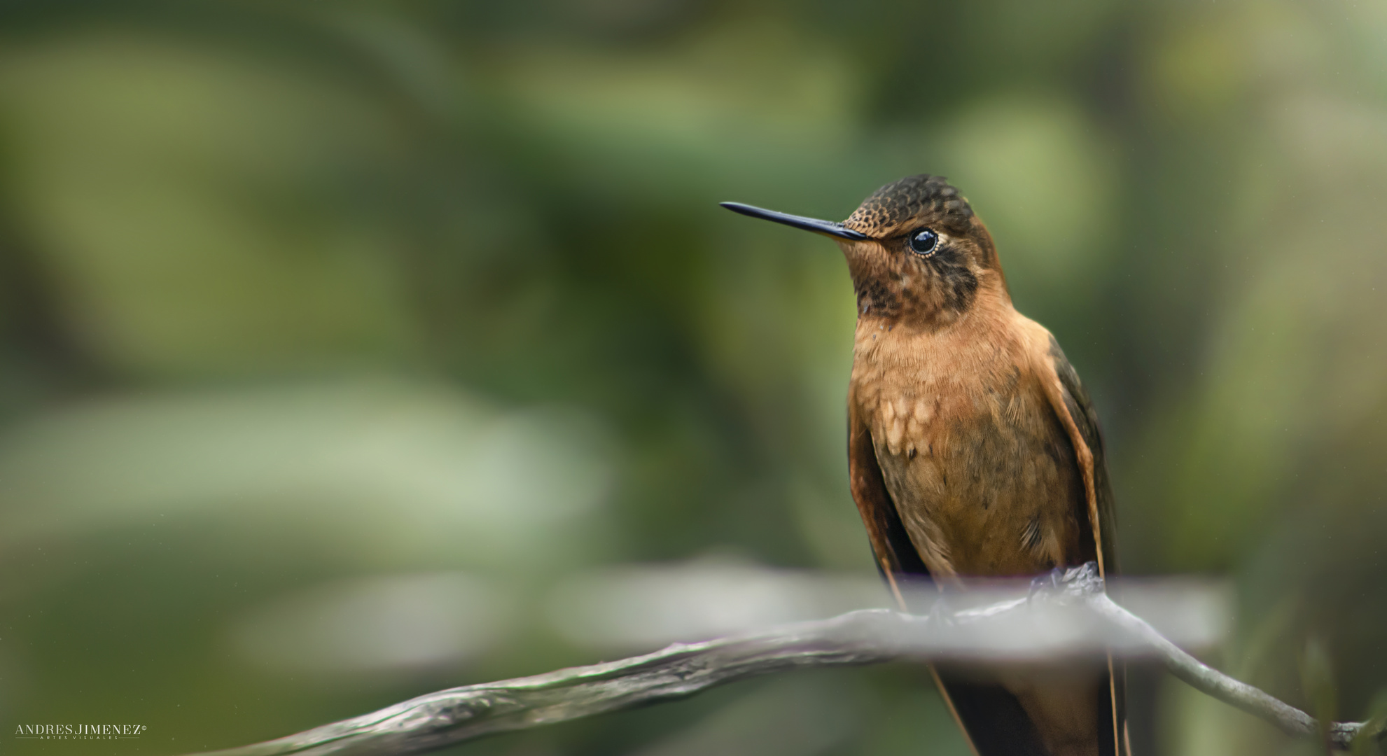 COLIBRI