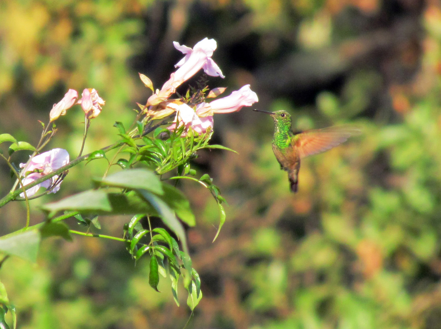 colibrí 3