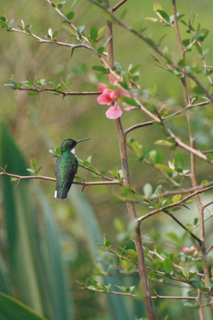 Colibri