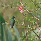 Colibri