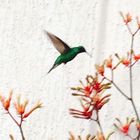 Colibri