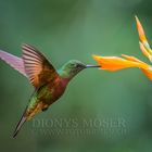 Colibri