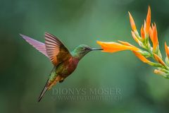 Colibri