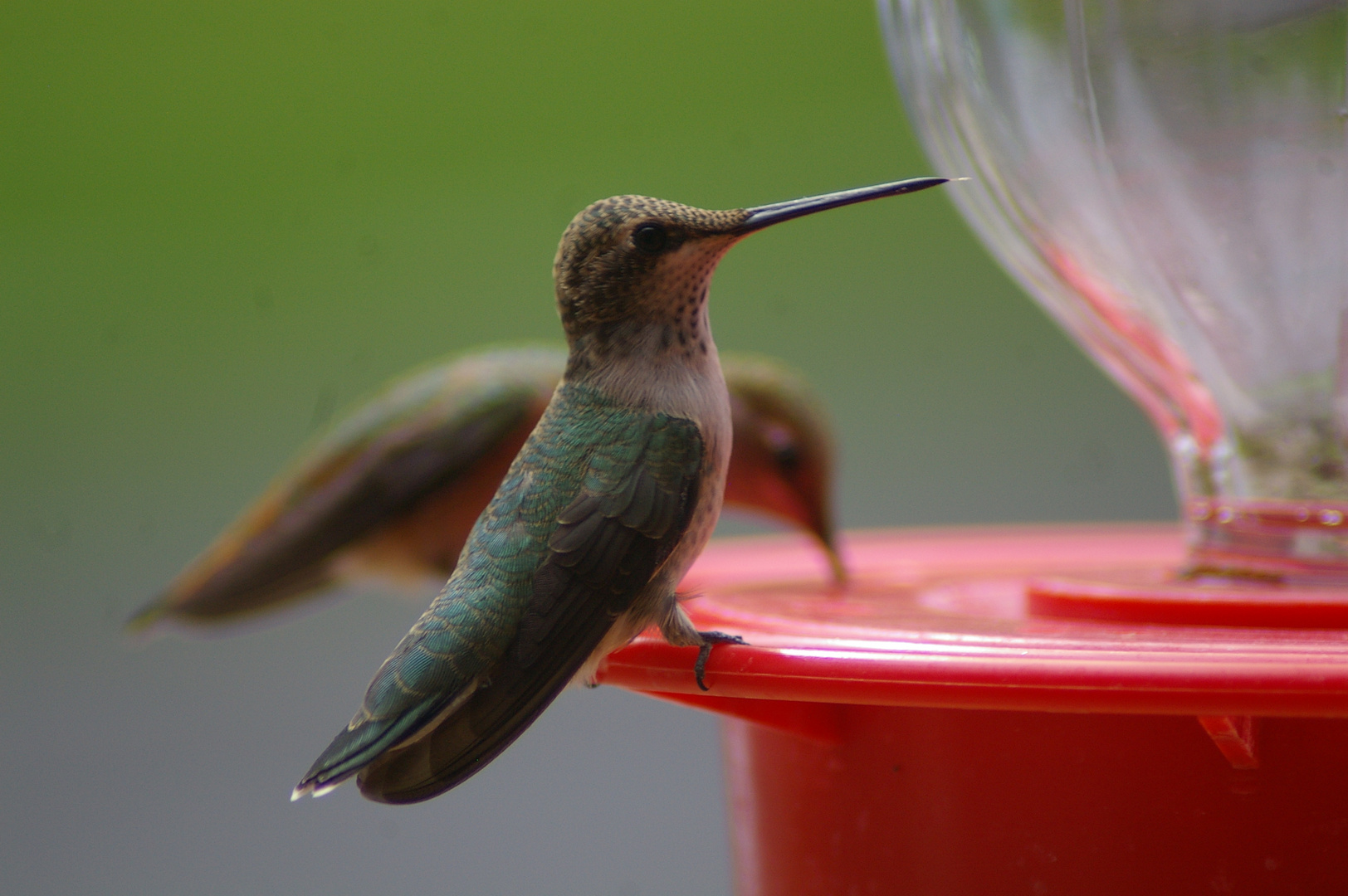 colibri