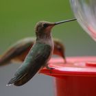 colibri