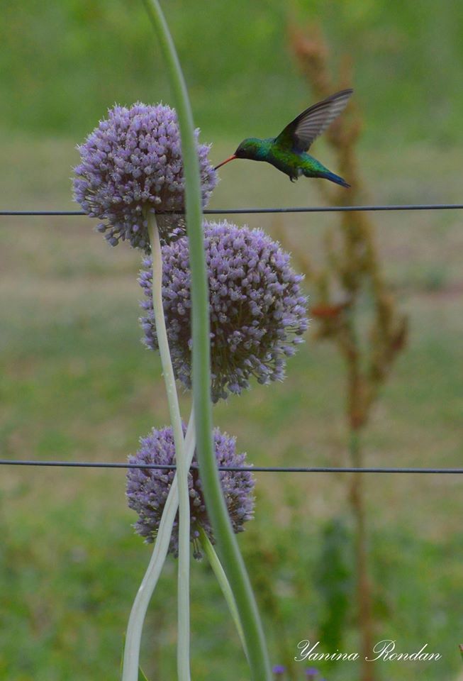 Colibri