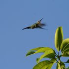 colibri