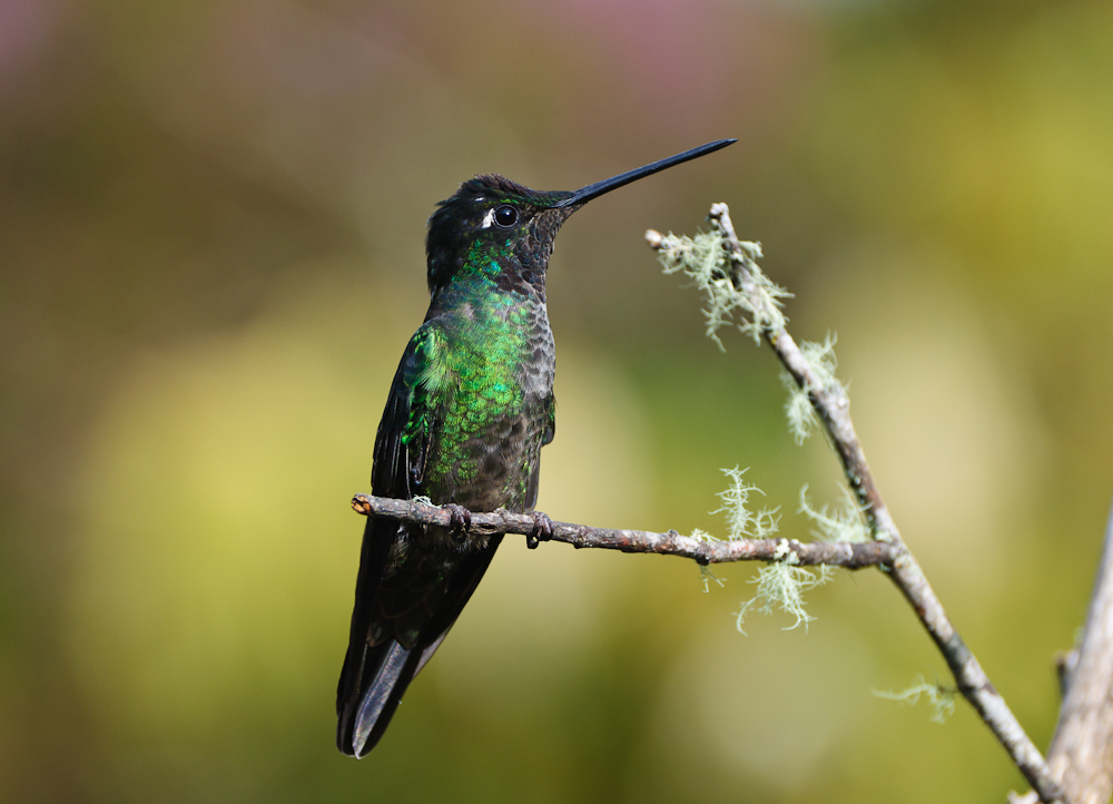 Colibri