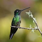 Colibri