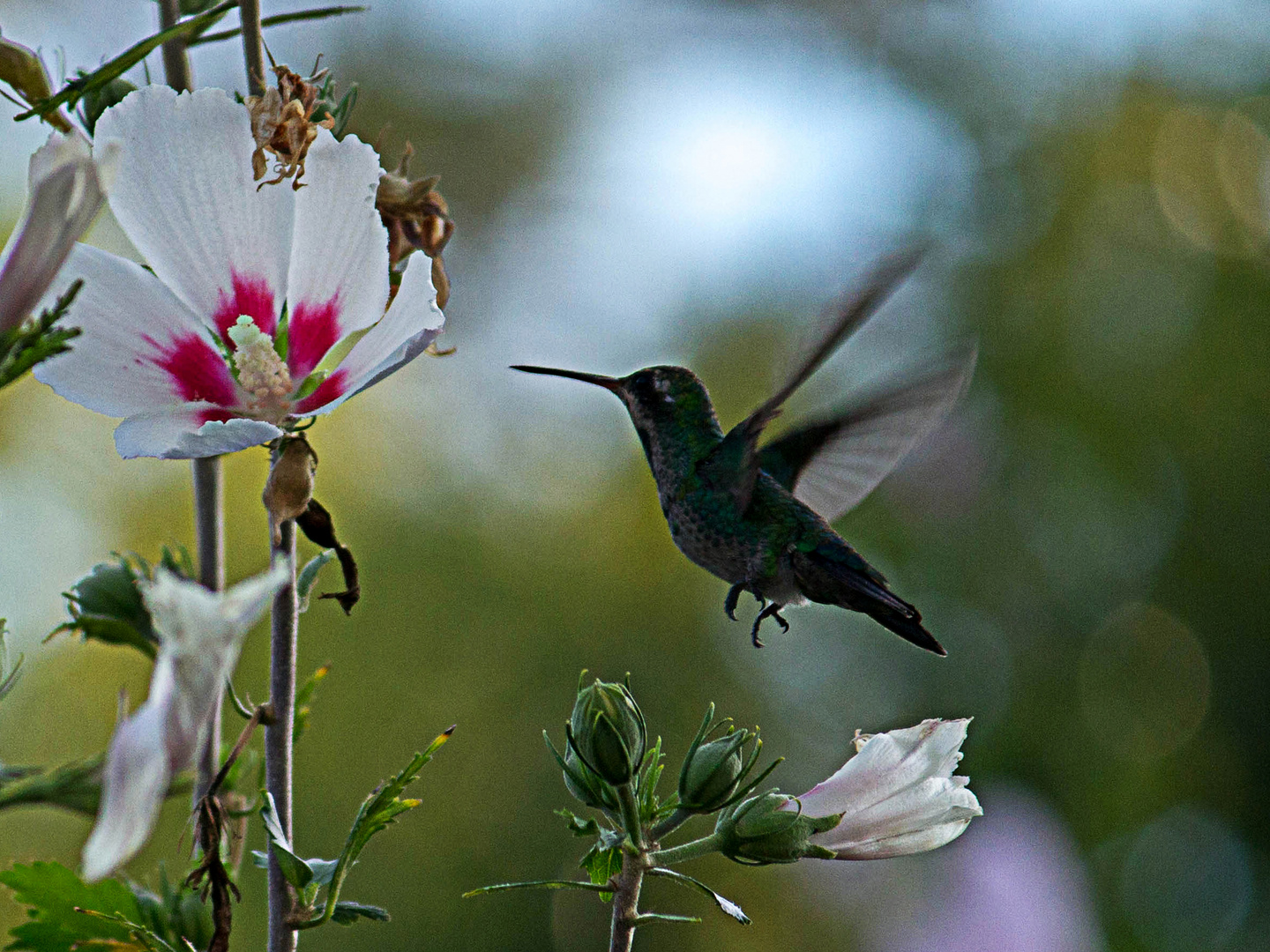 Colibri