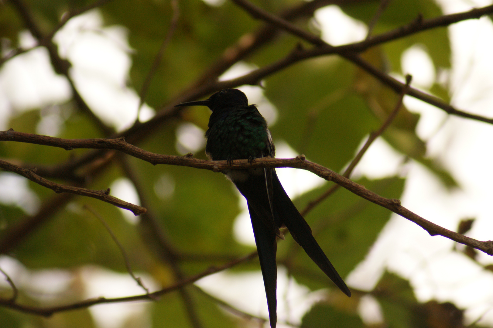 Colibri