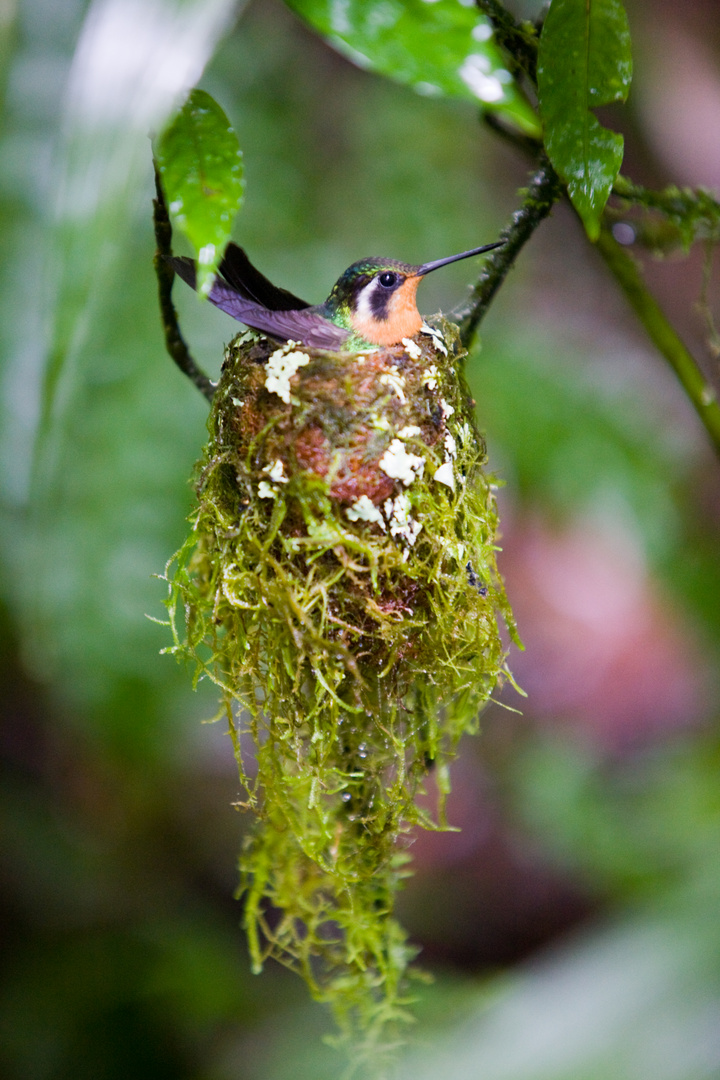 colibri