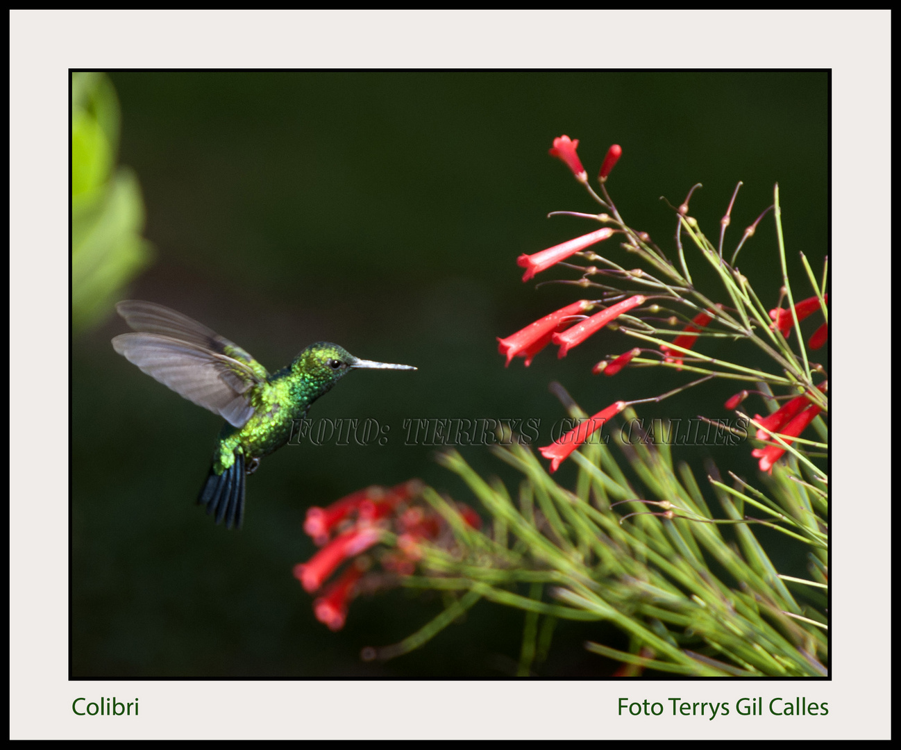 Colibrí