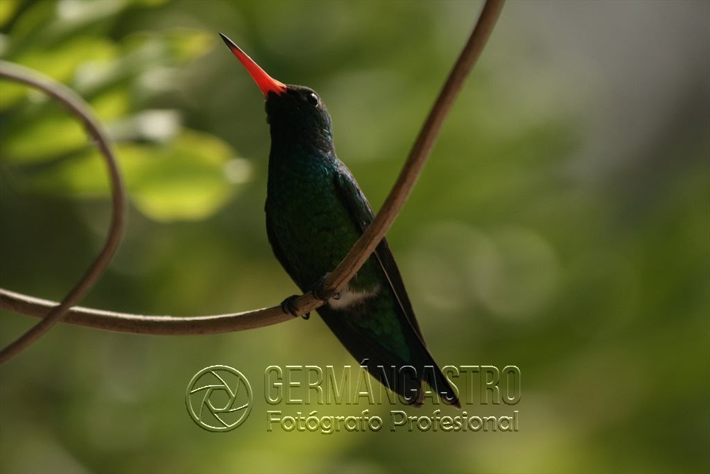 Colibrí