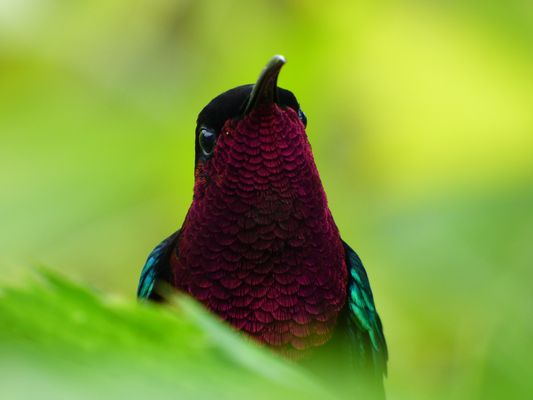 Colibris Images & Photos