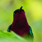 Colibri