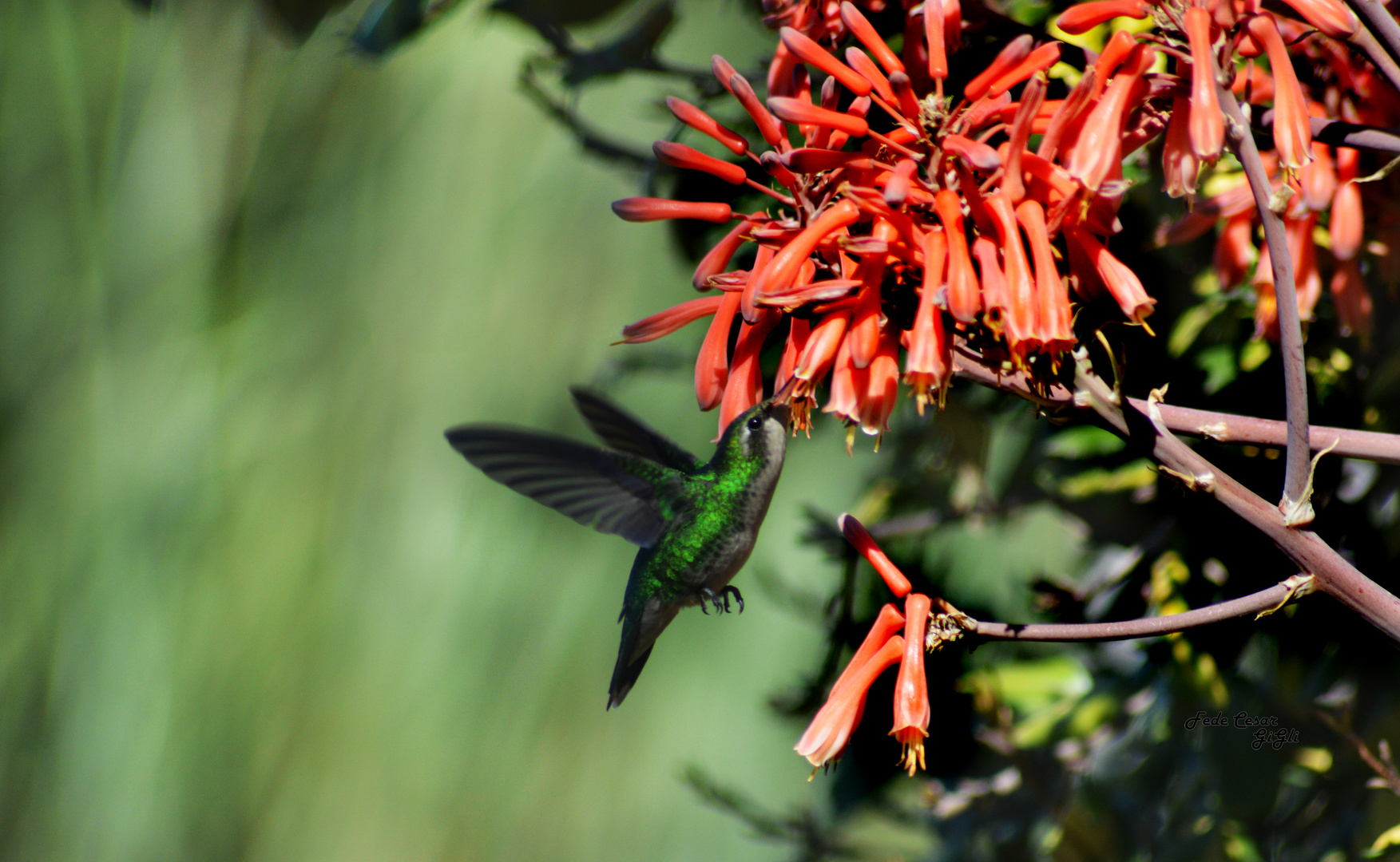 Colibri