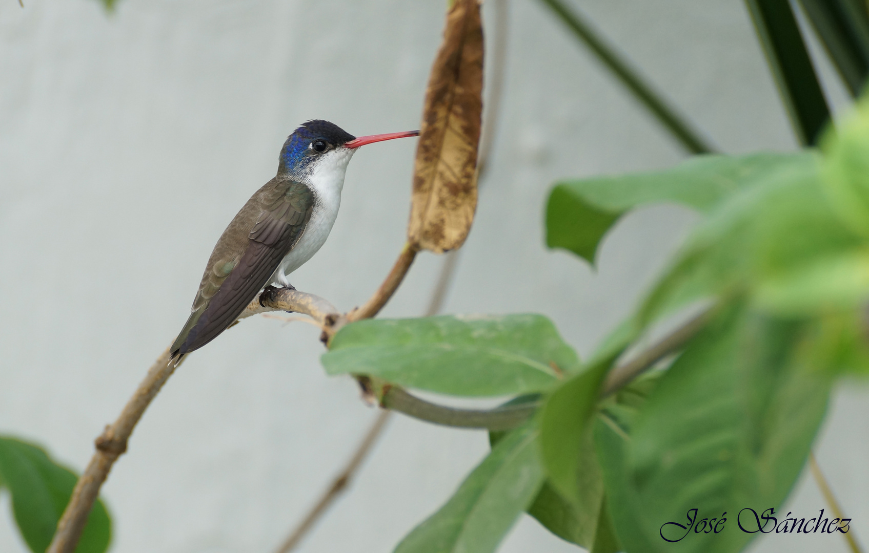 Colibri