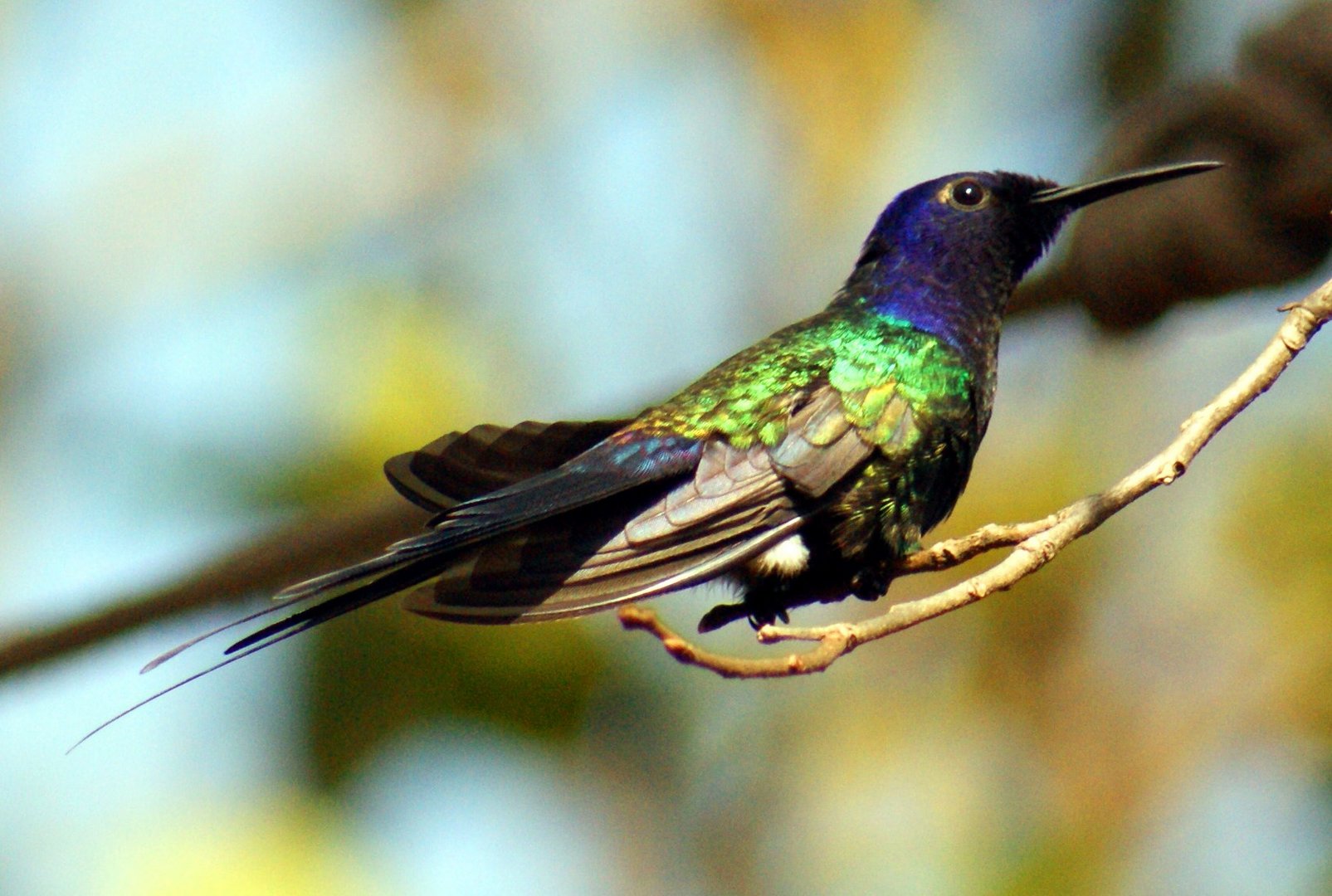 Colibri