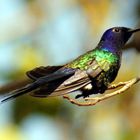 Colibri