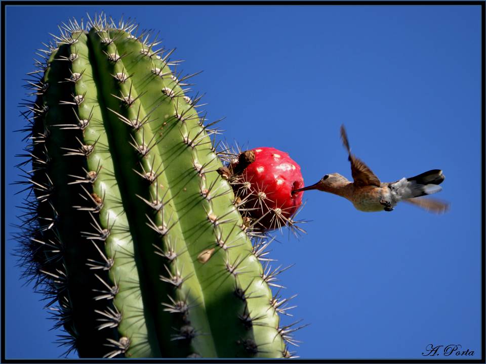 COLIBRI ANTEADO