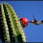 COLIBRI ANTEADO