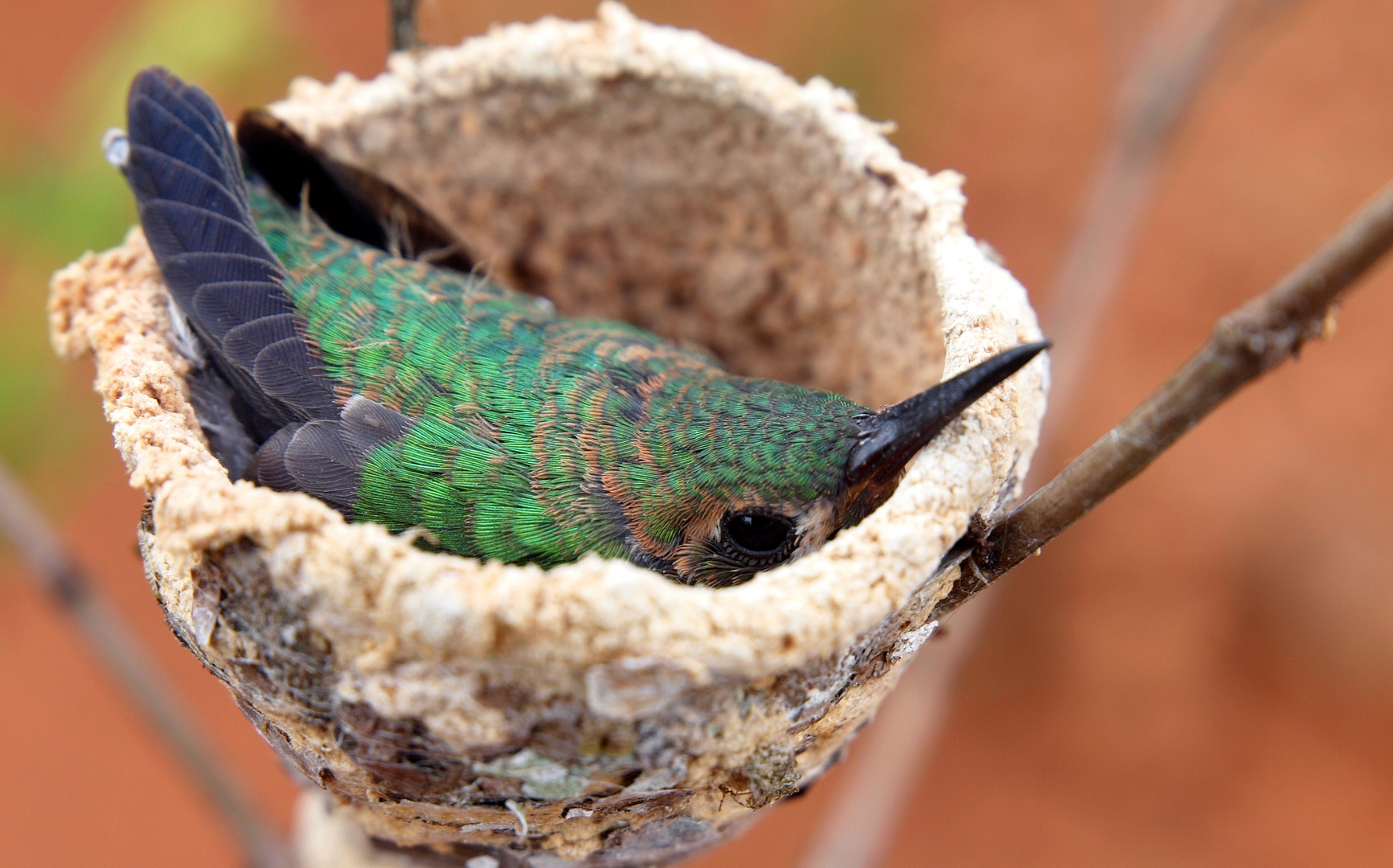 colibri au nid