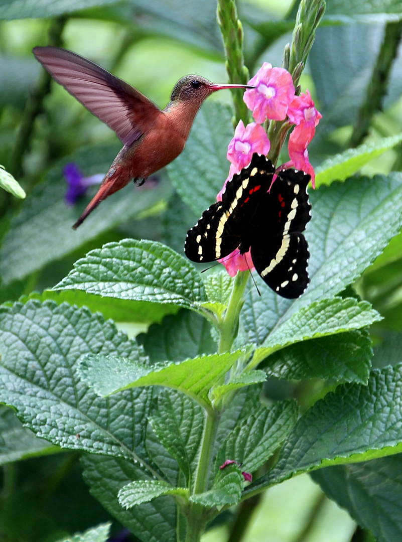 Colibri au travail