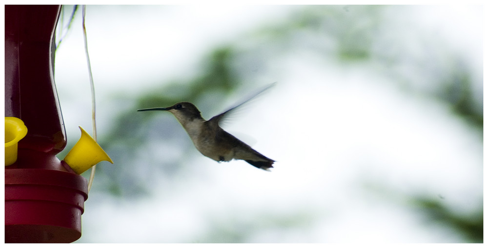 Colibri auf Cape Breton - Canada