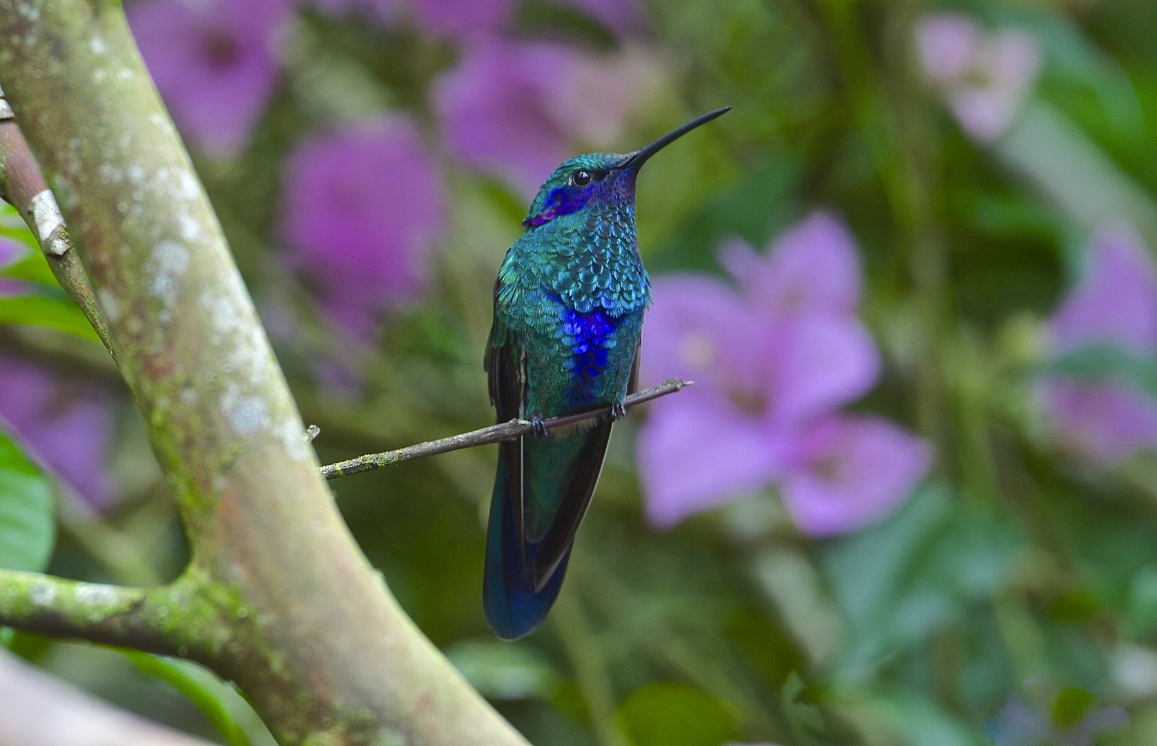 Colibri aus dem Bergregenwald von Ecuador