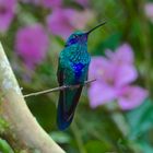 Colibri aus dem Bergregenwald von Ecuador