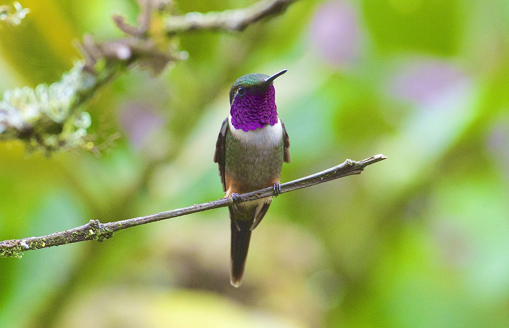 Colibri aus dem Bergregenwald von Ecuador