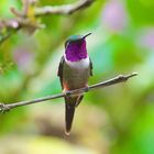 Colibri aus dem Bergregenwald von Ecuador