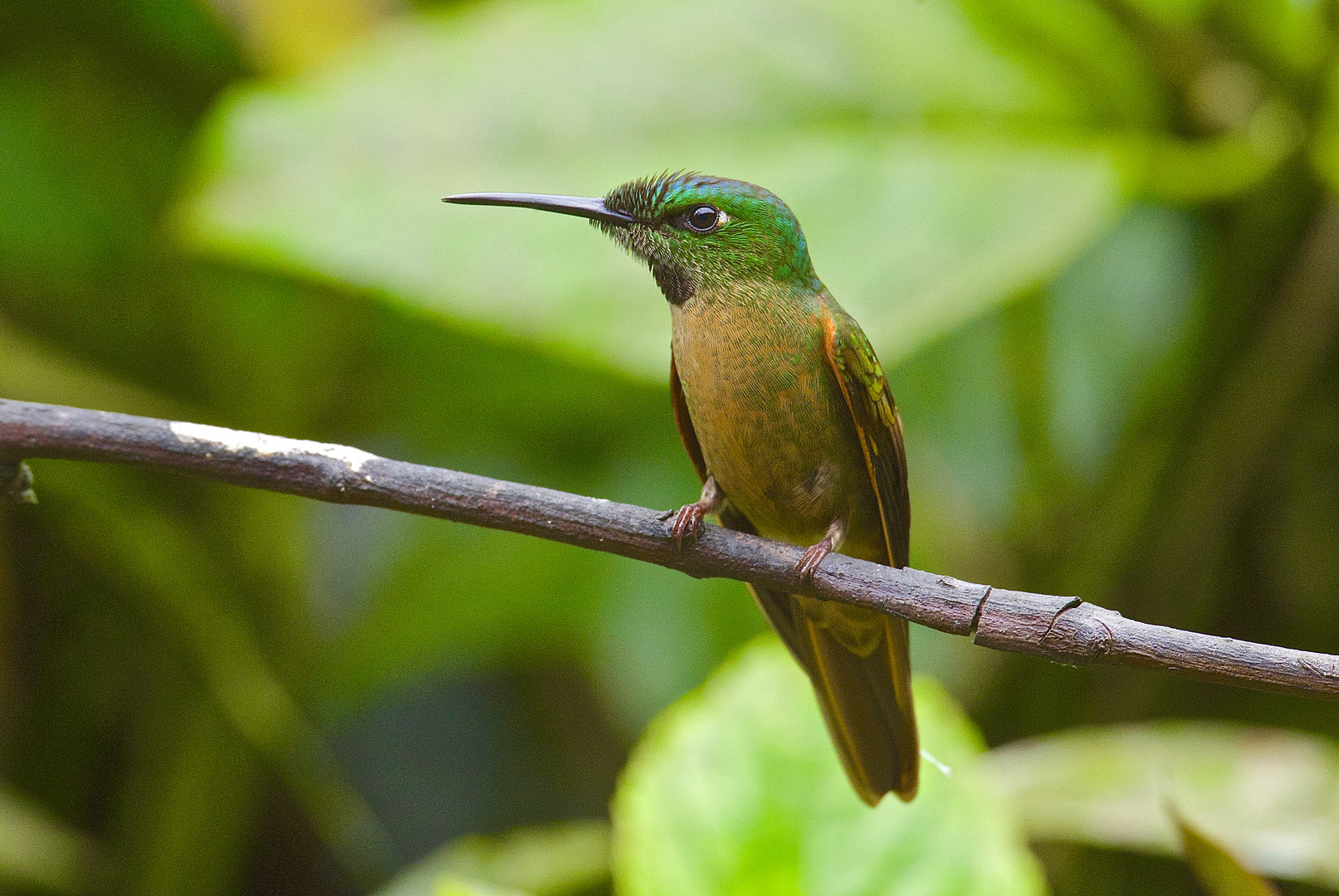 Colibri aus dem Bergregenwald von Ecuador