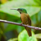 Colibri aus dem Bergregenwald von Ecuador