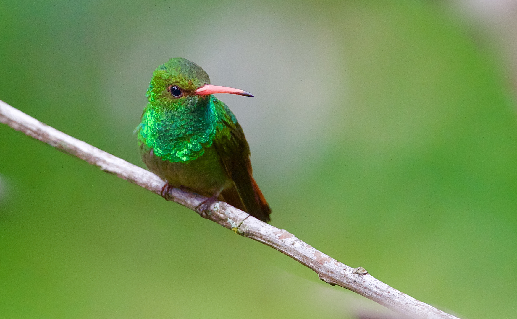 Colibri aus dem Bergregenwald von Kolumbien  