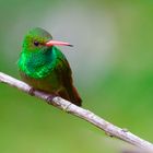 Colibri aus dem Bergregenwald von Kolumbien  