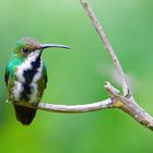 Colibri aus dem Bergregenwald von Kolumbien 