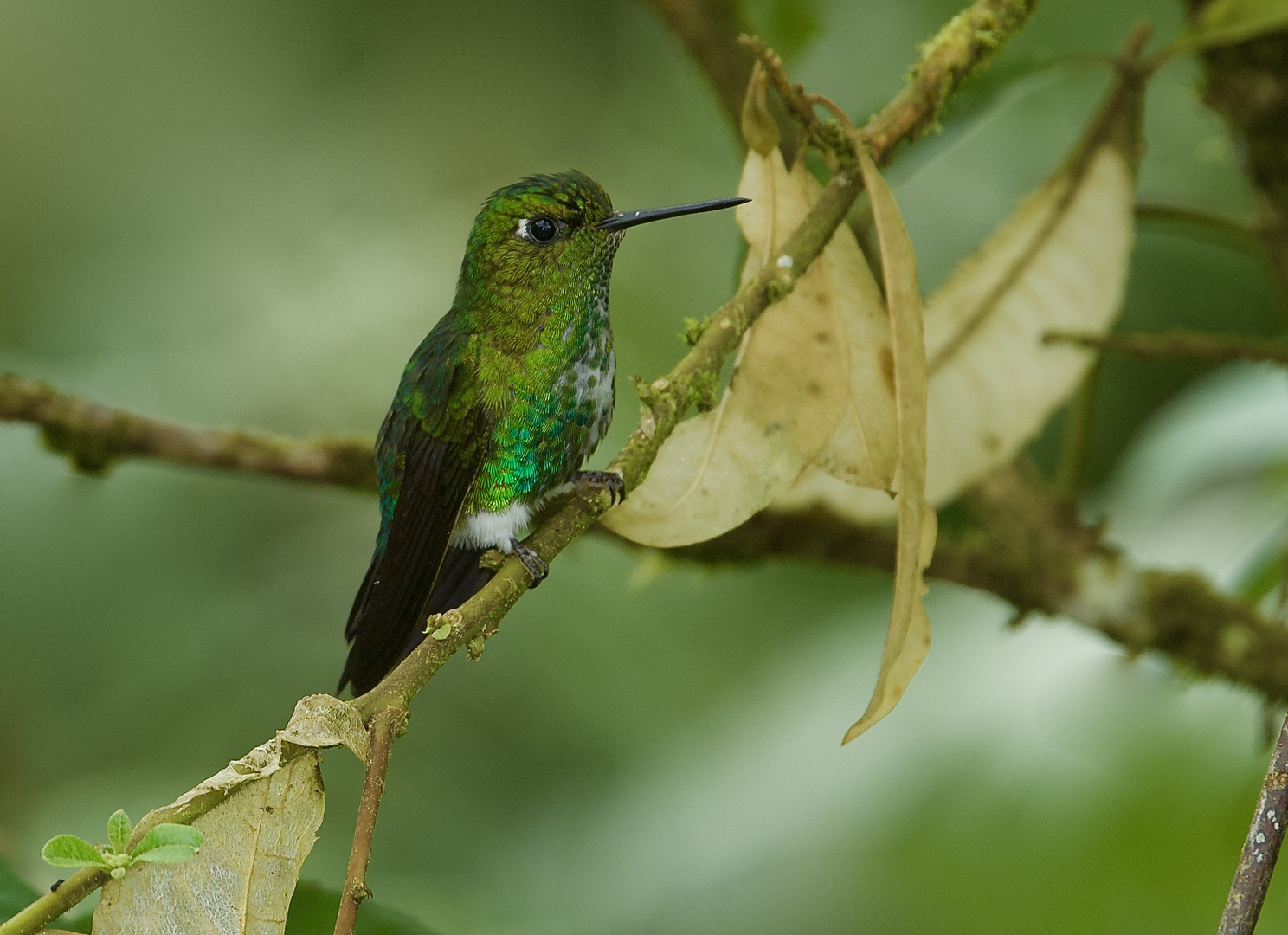  Colibri aus dem Bergregenwald von Peru