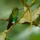  Colibri aus dem Bergregenwald von Peru