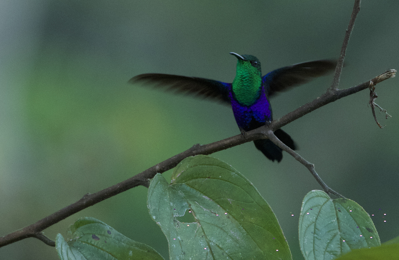 Colibri aus dem Bergregenwald von Peru
