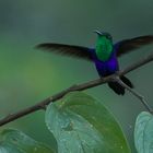 Colibri aus dem Bergregenwald von Peru